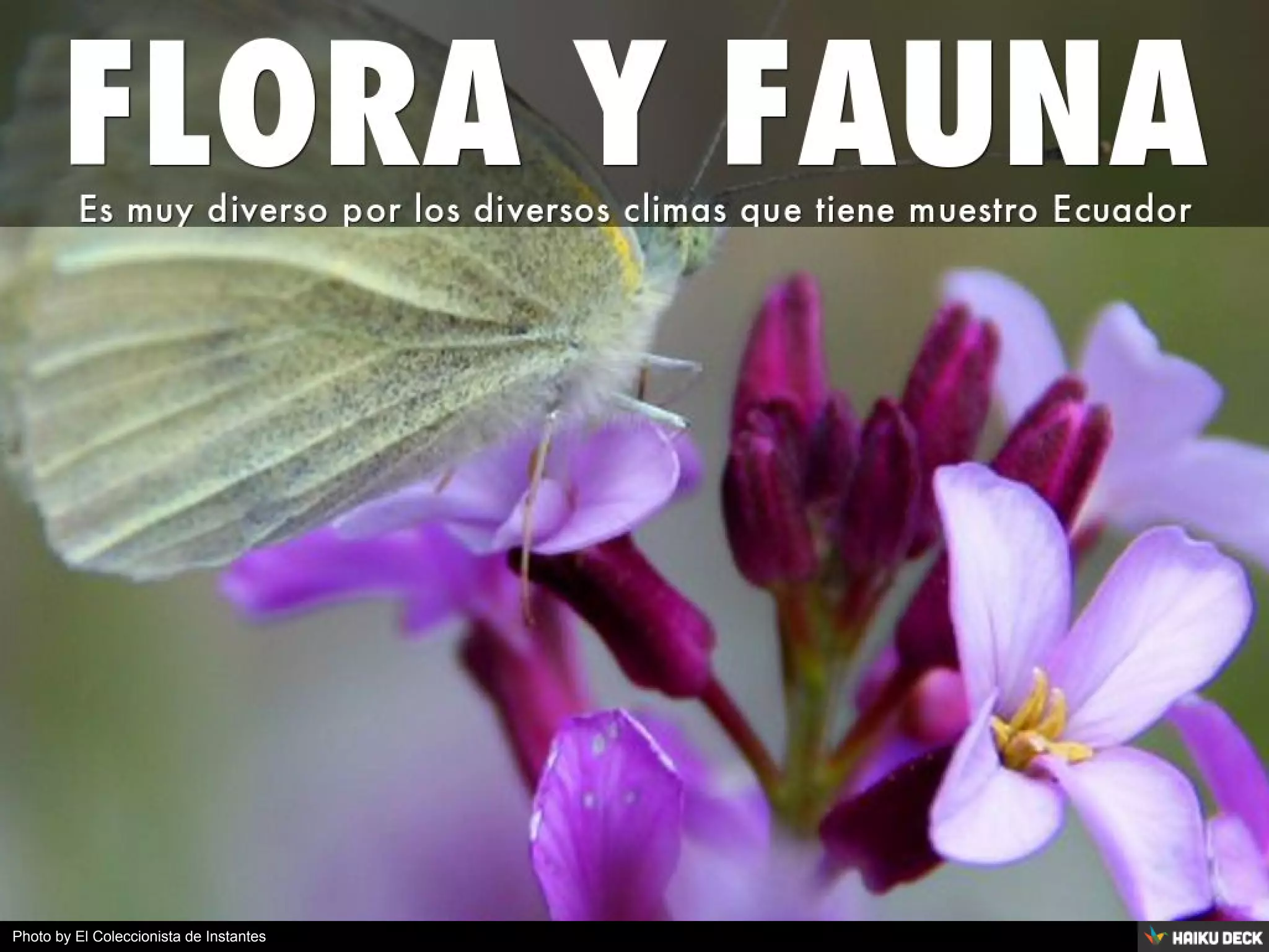 Photo by El Coleccionista de Instantes
 