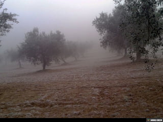 Azeite de Rio Torto