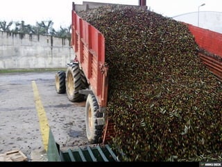 Azeite de Rio Torto