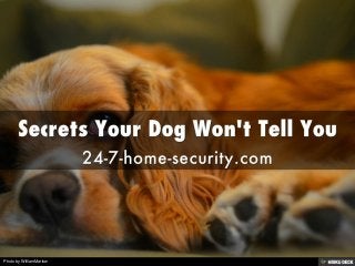 Secrets Your Dog Won't Tell You  24-7-home-security.com 
