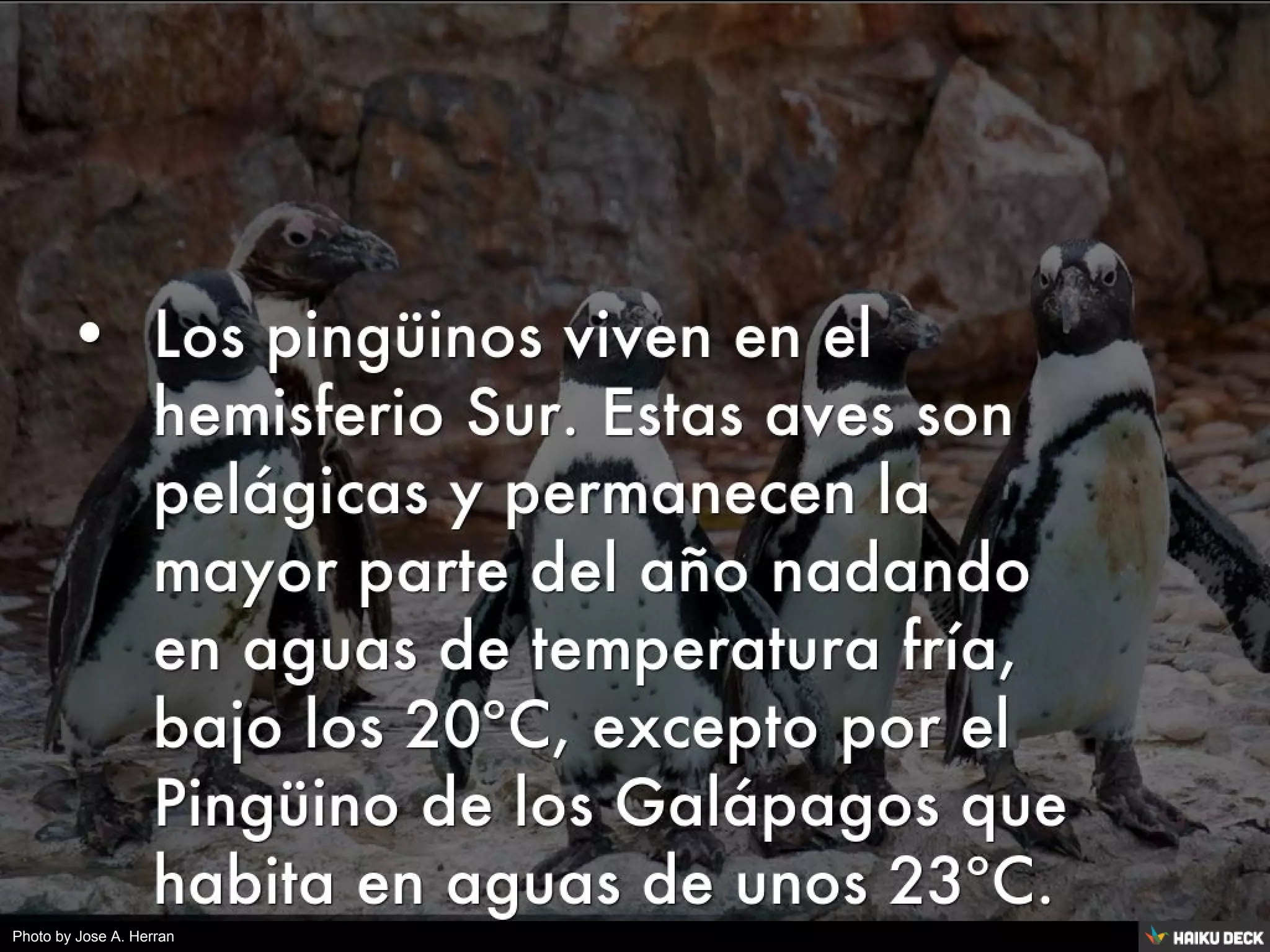 Pinguinos PDF pinguinos-pdf