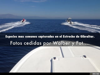 Especies mas comunes capturadas en el Estrecho de Gibraltar.  Fotos cedidas por Walber y Fot.... 