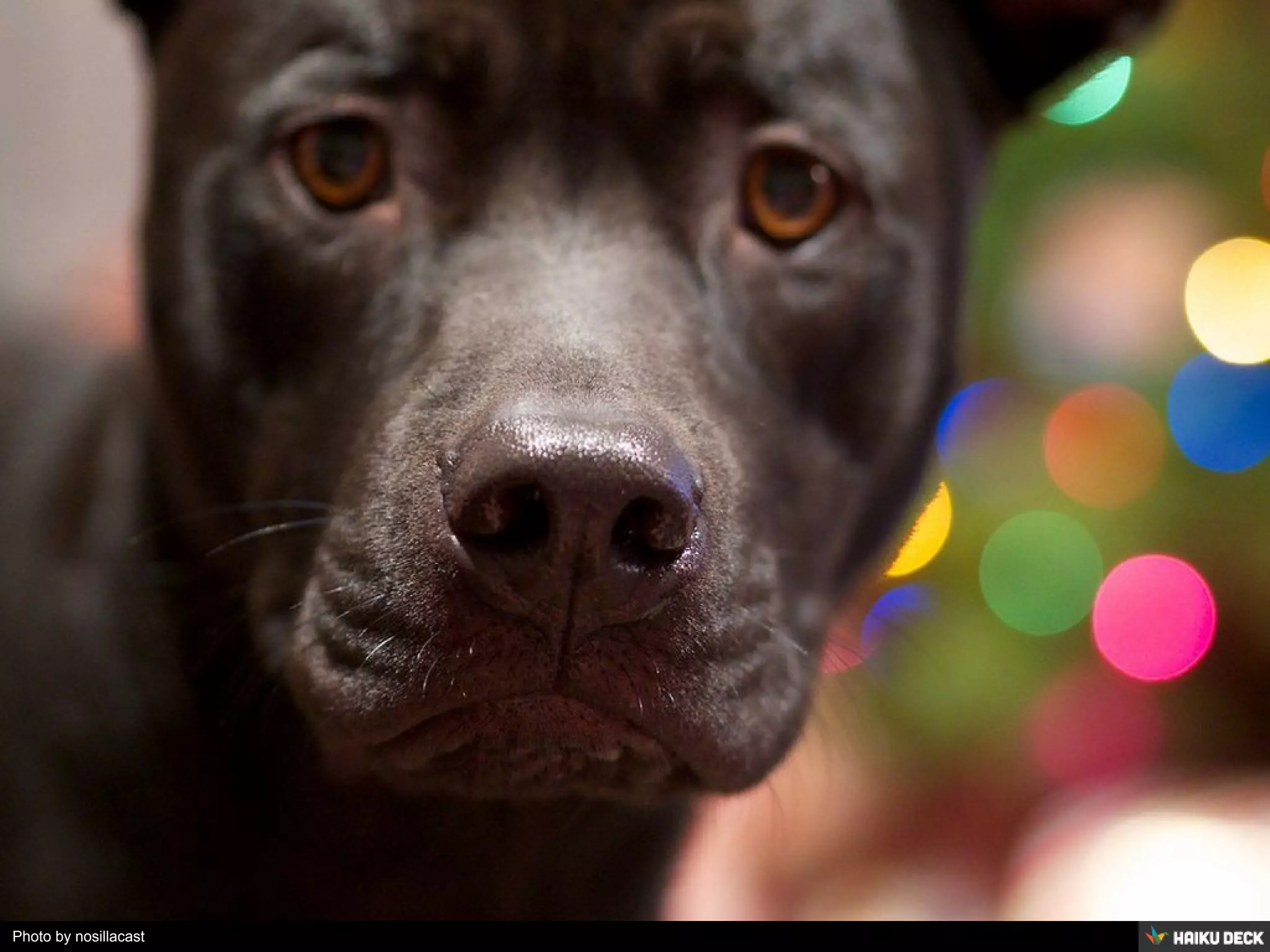 Photo by nosillacast