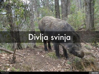 Biljni i zivotinjski svet Srbije