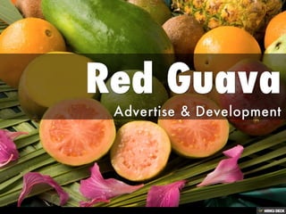 Red Guava  Advertise &amp; Development 