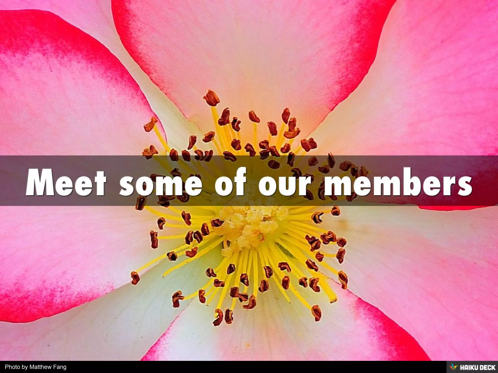 Photo by Matthew Fang