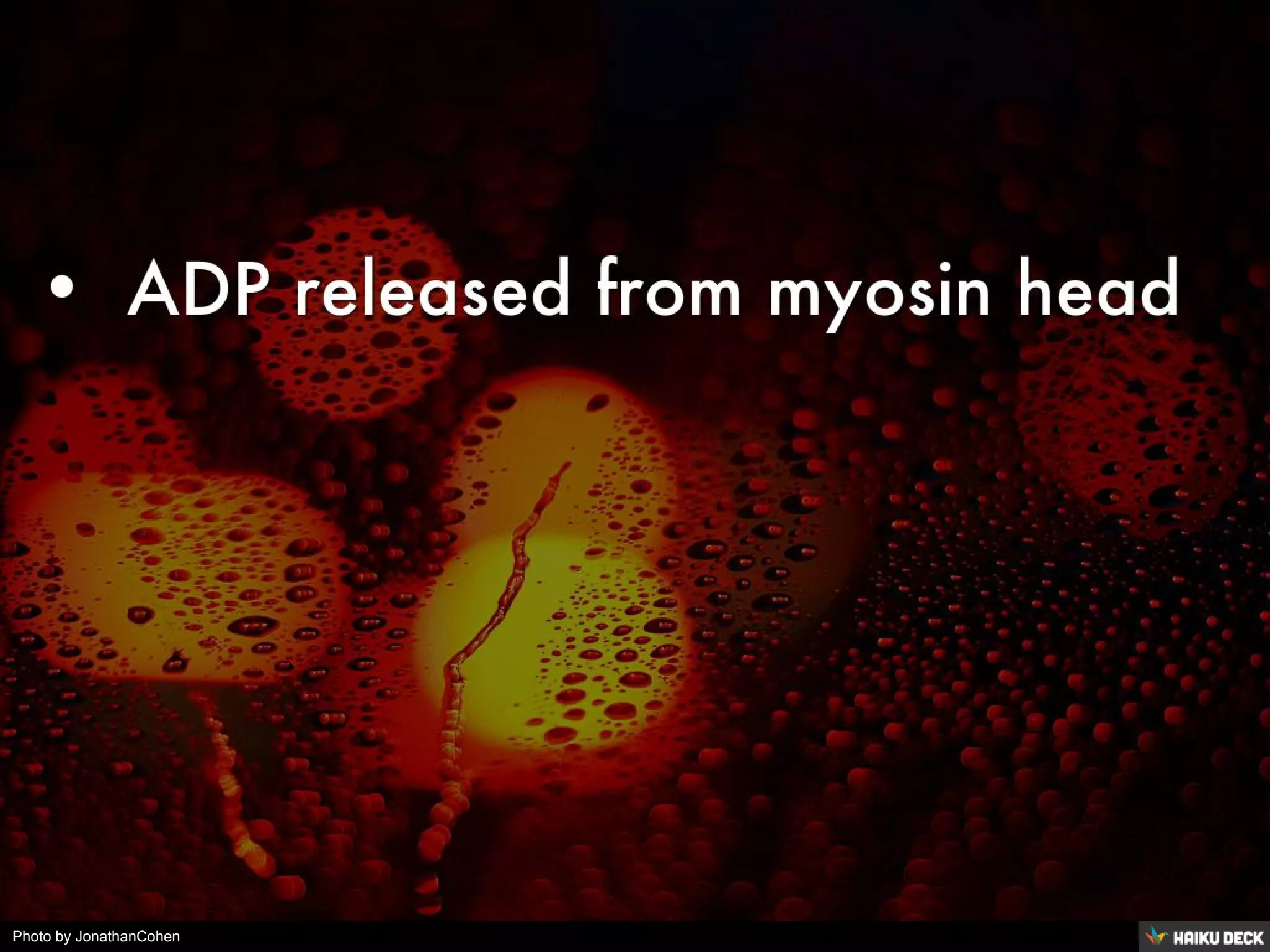 Photo by JonathanCohen