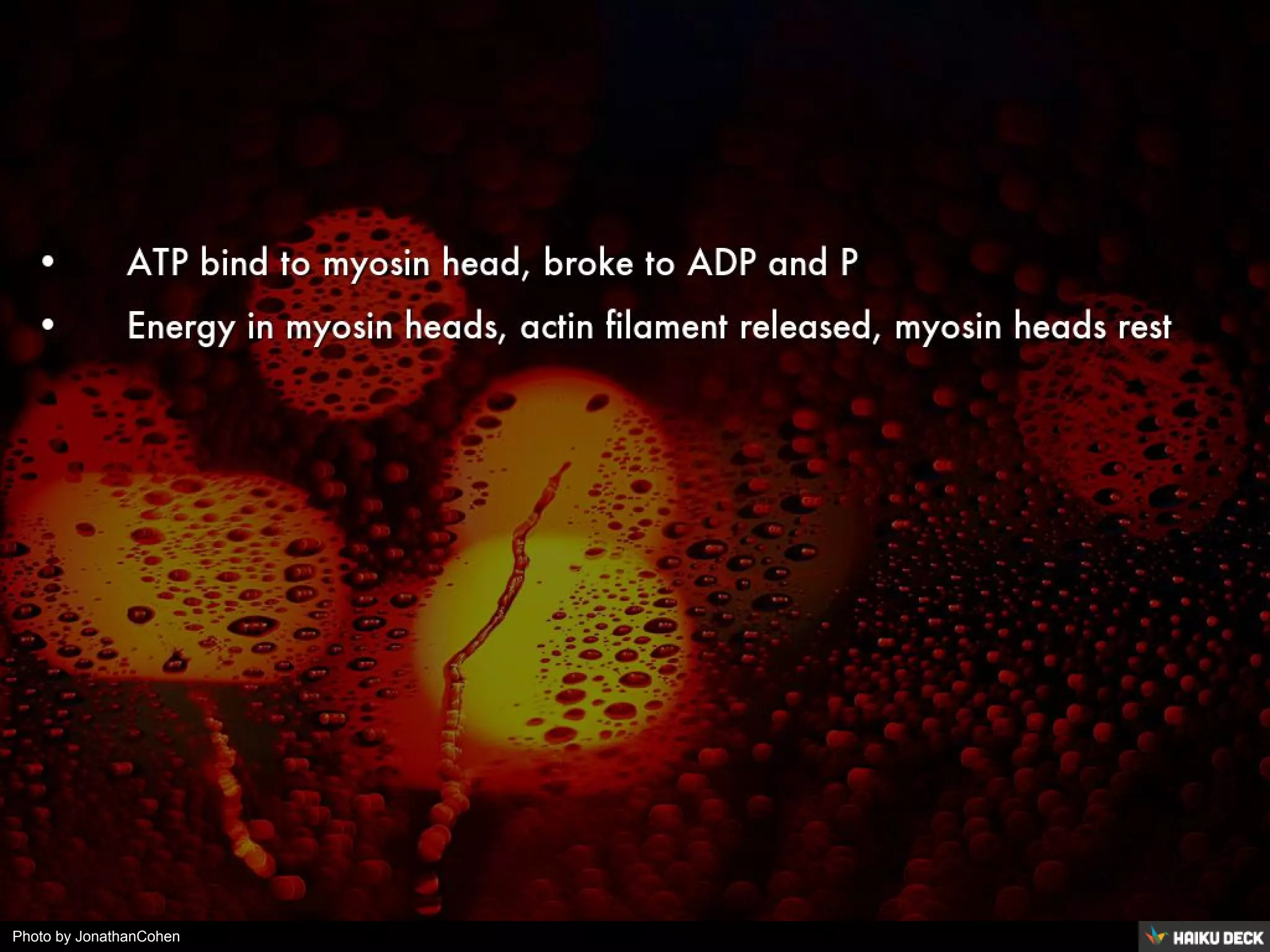 Photo by JonathanCohen