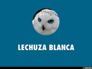 ANIMALES SALVAJES