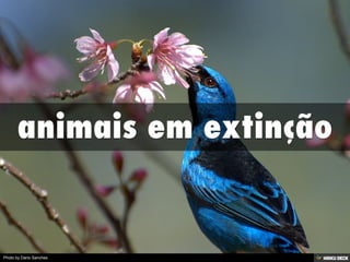 animais em extinção 