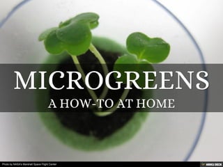 Microgreens  a how-to at home 