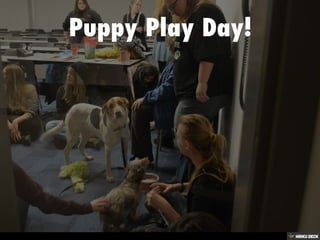 Puppy Play Day! 