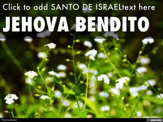 JEHOVA BENDITO  Click to add SANTO DE ISRAELtext here 