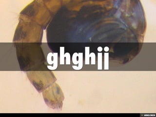 ghghjj | PDF