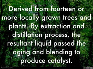 Photo by Thomas Tolkien
 