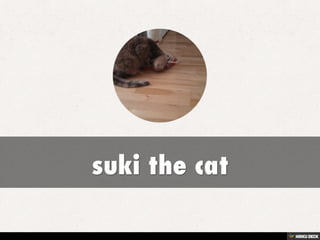 suki the cat 