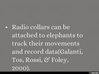 Elephant Decline