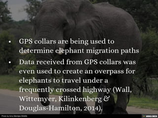 Elephant Decline