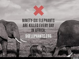 Elephant Decline