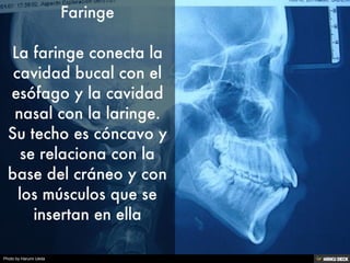 Photo by Harumi Ueda
 