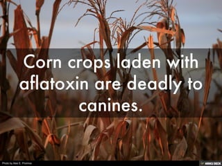 Photo by Alex E. Proimos