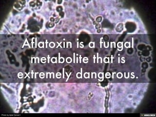 Photo by Iqbal Osman1