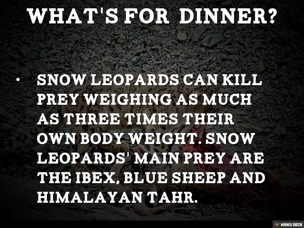 Snow leopard