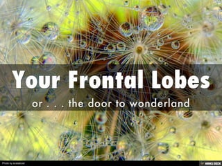 Your Frontal Lobes  or . . . the door to wonderland 
