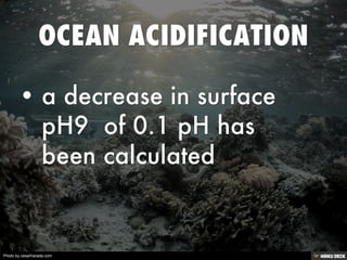 Photo by cesarharada.com
 