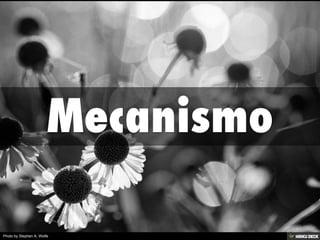 Photo by Stephen A. Wolfe