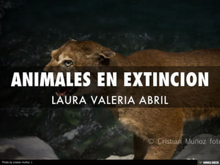 ANIMALES EN EXTINCION  LAURA VALERIA ABRIL 