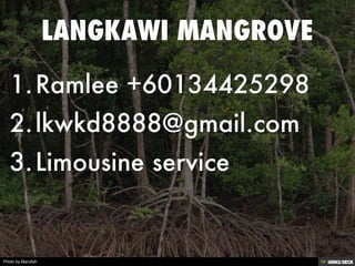 LANGKAWI MANGROVE   1. Ramlee +60134425298  2. lkwkd8888@gmail.com  3. Limousine service 