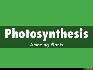Photosynthesis  Amazing Plants 