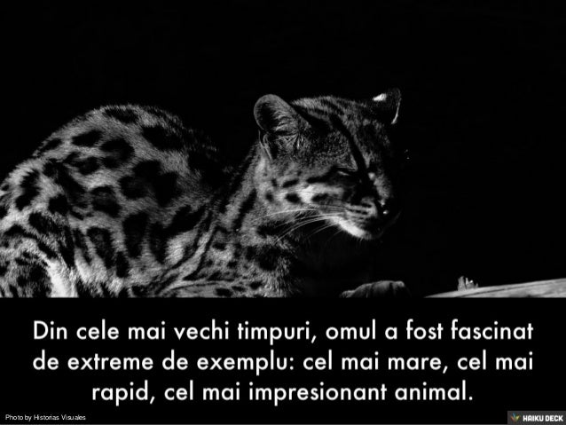 Cele Mai Rapide Animale Din Lume