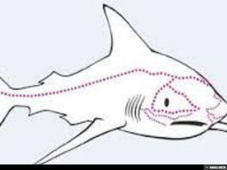 Bull Sharks