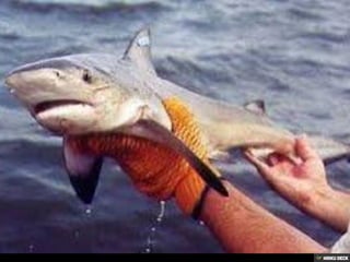 Bull Sharks