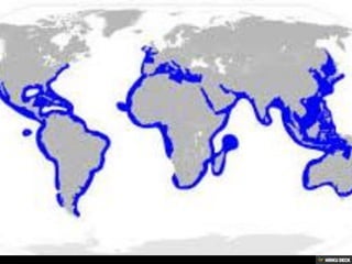 Bull Sharks