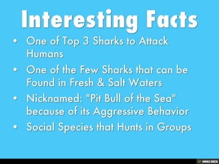 Bull Sharks