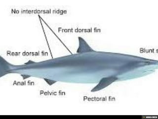 Bull Sharks