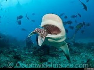 Bull Sharks