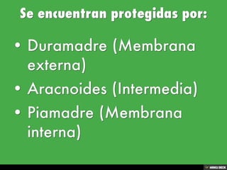 Sistema Nervioso