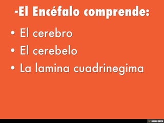 Sistema Nervioso
