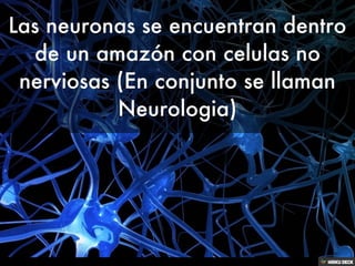 Sistema Nervioso