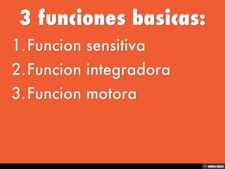 Sistema Nervioso
