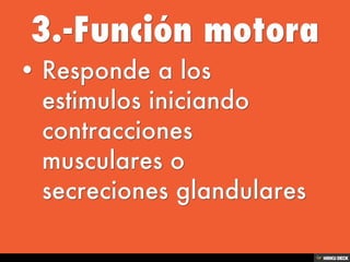 Sistema Nervioso