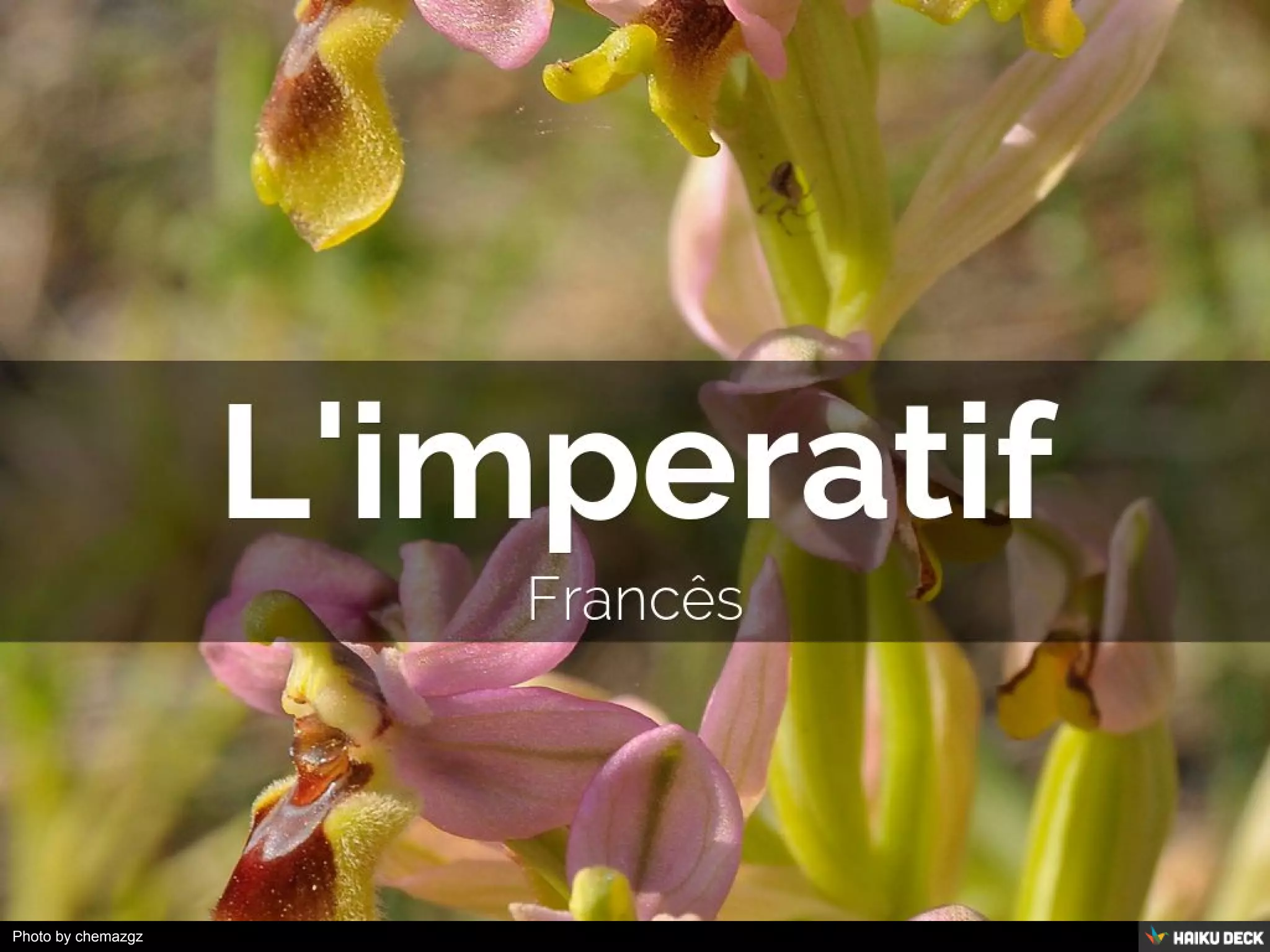 L imperatif PDF