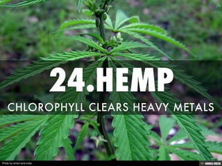 Photo by simon-and-india
 