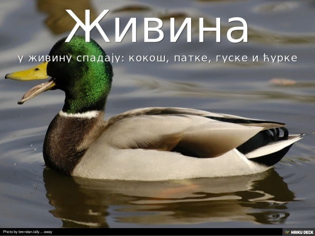 Домаће животиње у нашем селу
