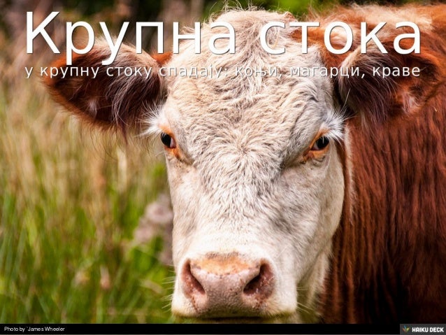 Домаће животиње у нашем селу