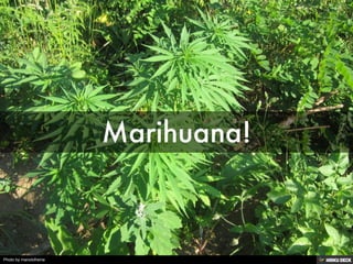 Marihuana! 